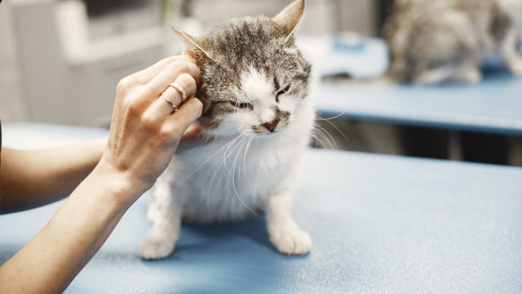 Bacterial Infections in Cats