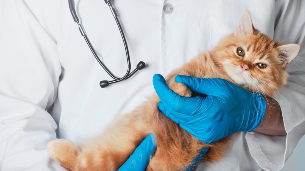 Bacterial Infections in Cats